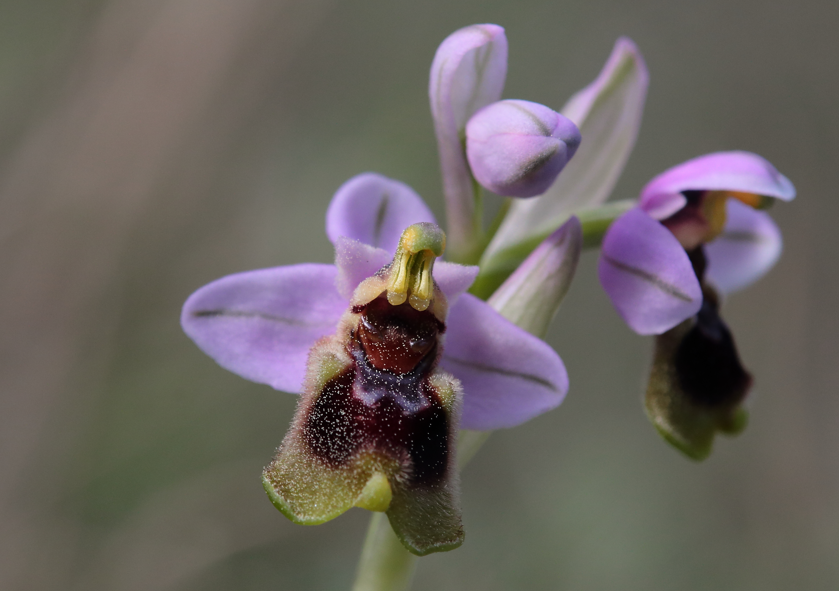 Ophry tenthredinifera. Pau Lucio