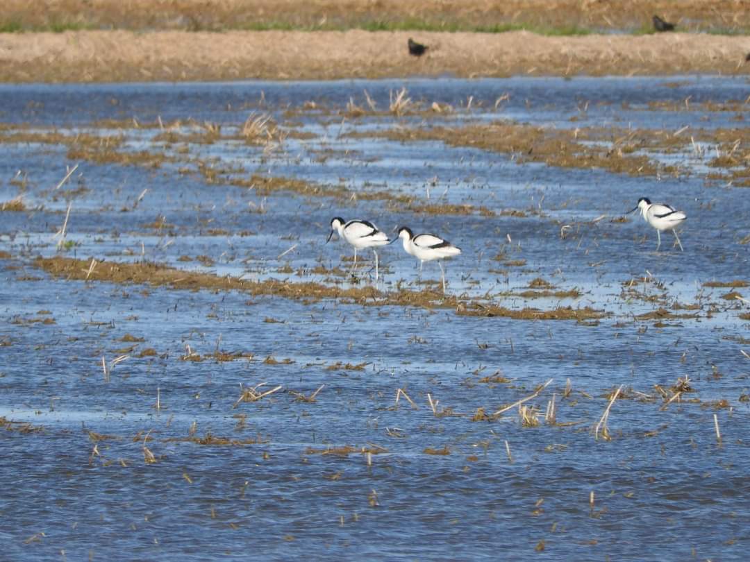 Avocetas