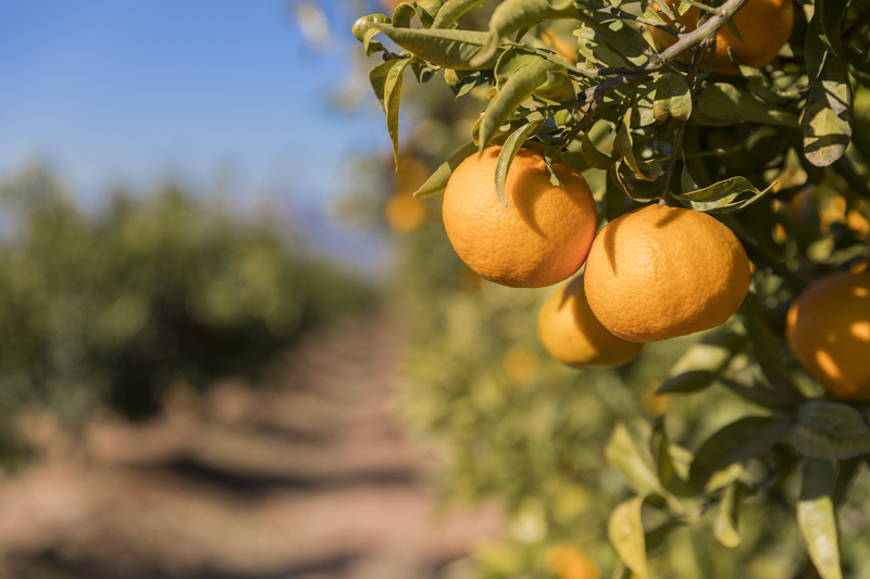 naranjas valencia 