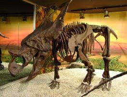MUPE: Museo Paleontológico de Elche 
