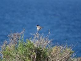 Curruca cabecinegra