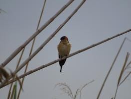 Golondrina daúrica