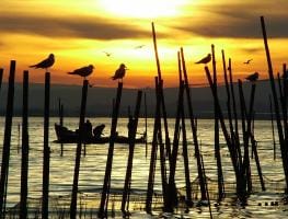 Puesta de sol Albufera