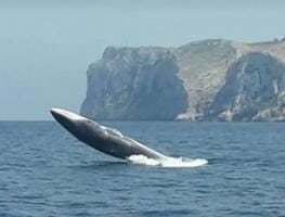 Ballenas 