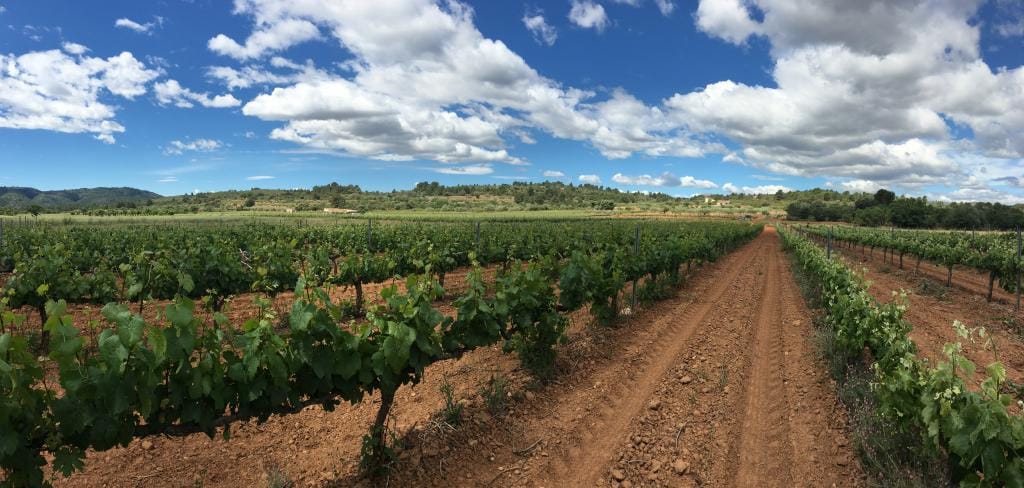 Ruta del Vino de Castellón 