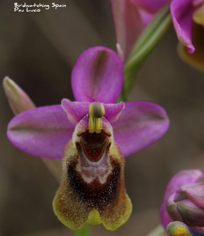 Ophrys tenthredinifera