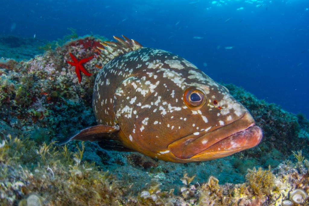 Mero, Epinephelus marginatus, en Tabarca