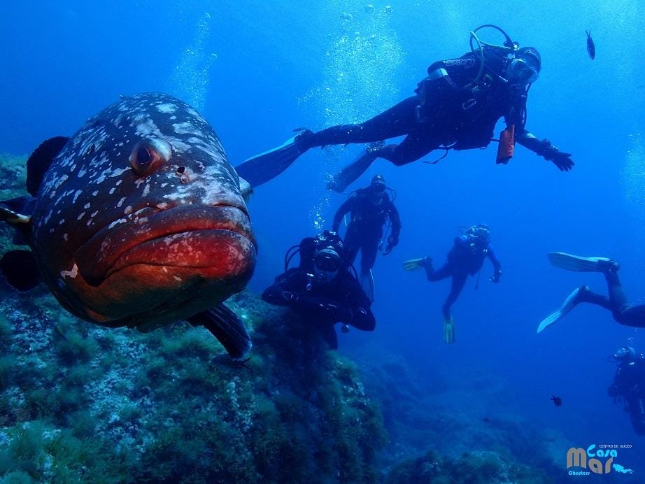 Diving in Columbretes Islands