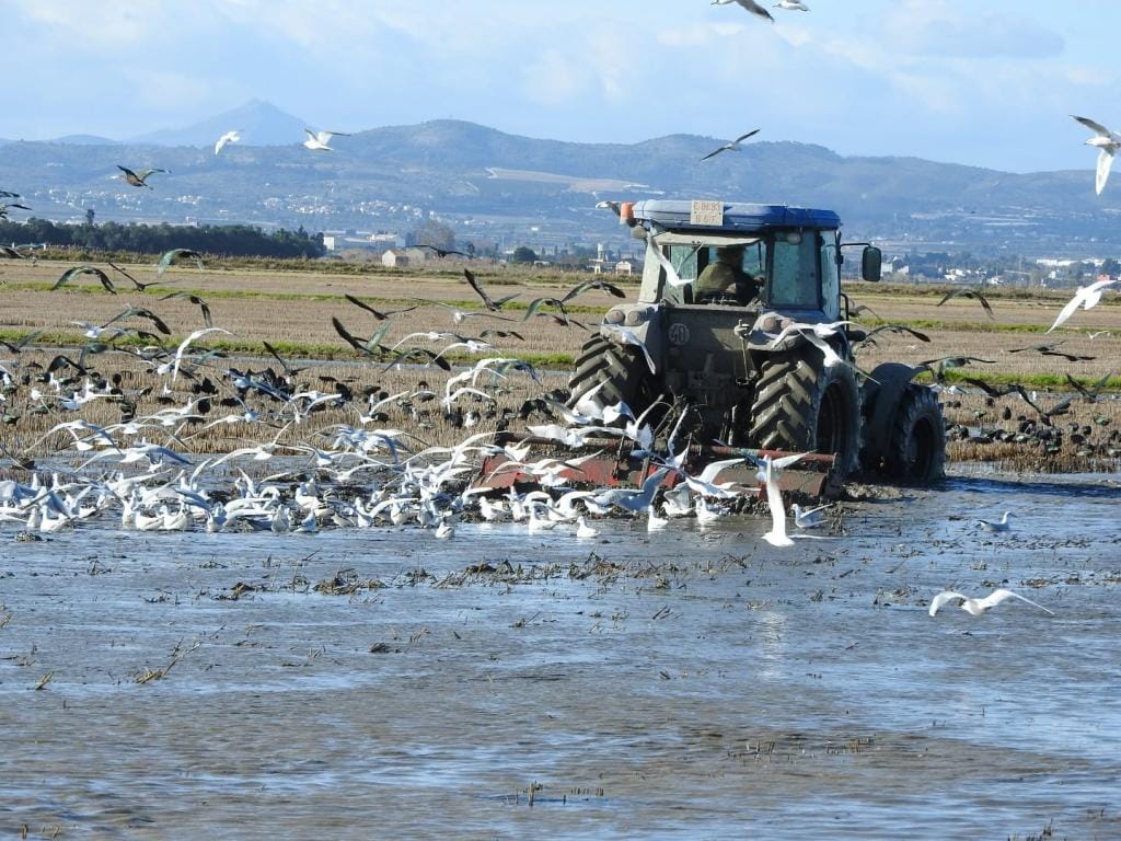 Tractor fangueando en los arrozales. Virgilio Beltrán