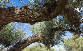 Olivos milenarios en Canet Lo Roig - Comunitat Valenciana