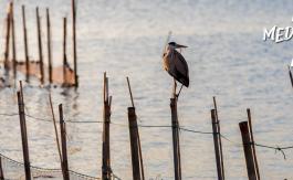 Imagen Albufera de Valencia 