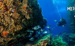 Buceo en la Isla de Benidorm