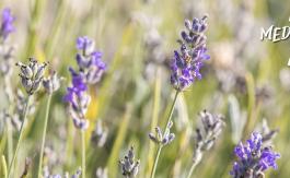 Imagen de lavanda en la Comunitat Valenciana