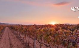 Viñedos en la Comunitat Valenciana