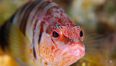 Serranus scriba, Benidorm