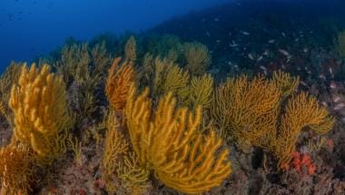 Gorgonia amarilla, Reserva Marina de Tabarca