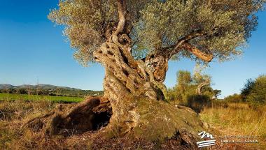 Olivos de Benicarló