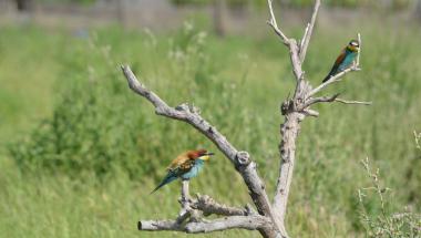 birding-xilxes-birdwhatching-playas-castellón-avistamiento-aves-costaazahar