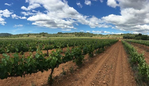 Ruta del Vino de Castellón 