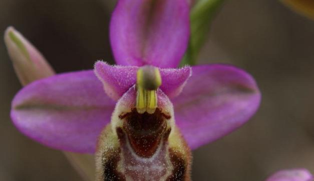 Ophrys tenthredinifera