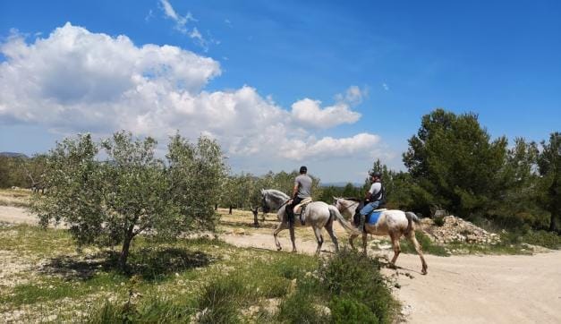 Enjoying Horses