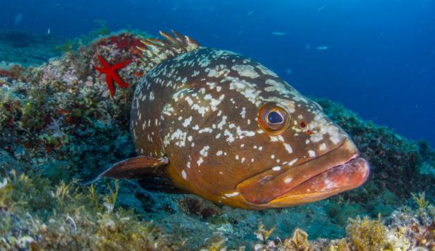 Mero, Epinephelus marginatus, en Tabarca