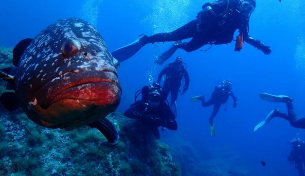 Diving in Columbretes Islands