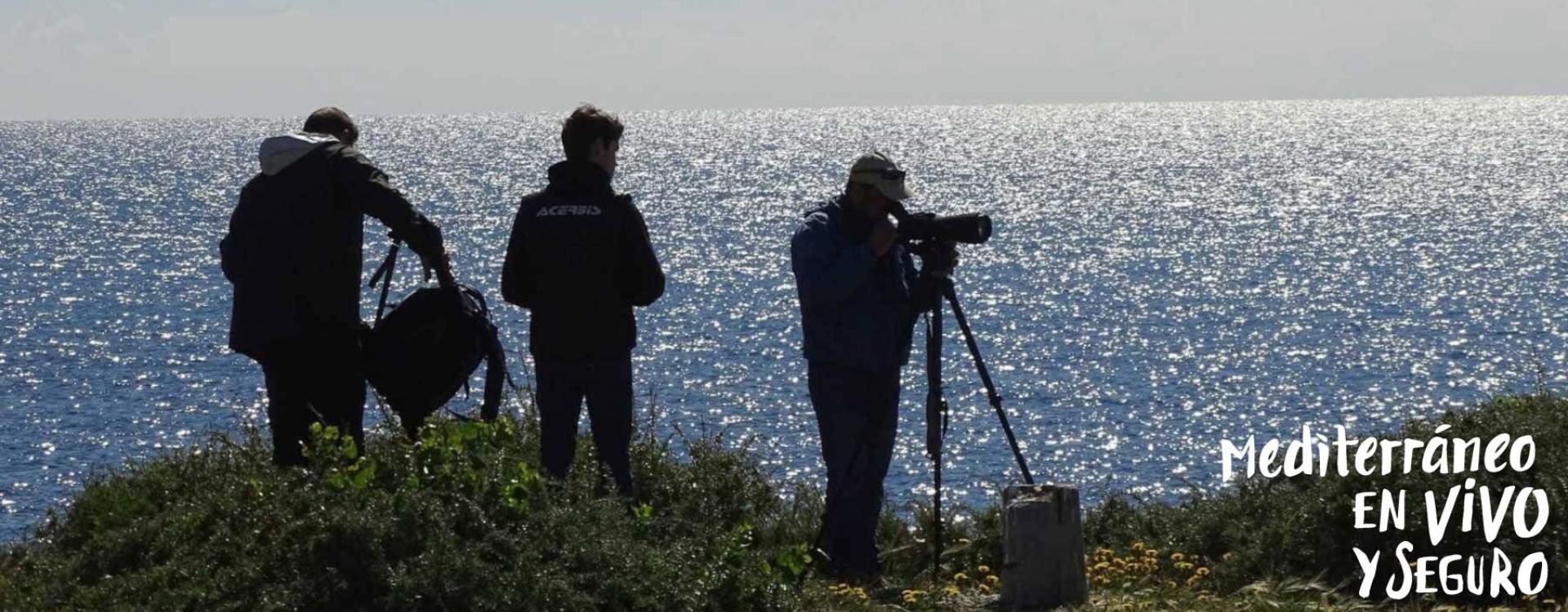 Birding en la Comunitat Valenciana - Tabarca