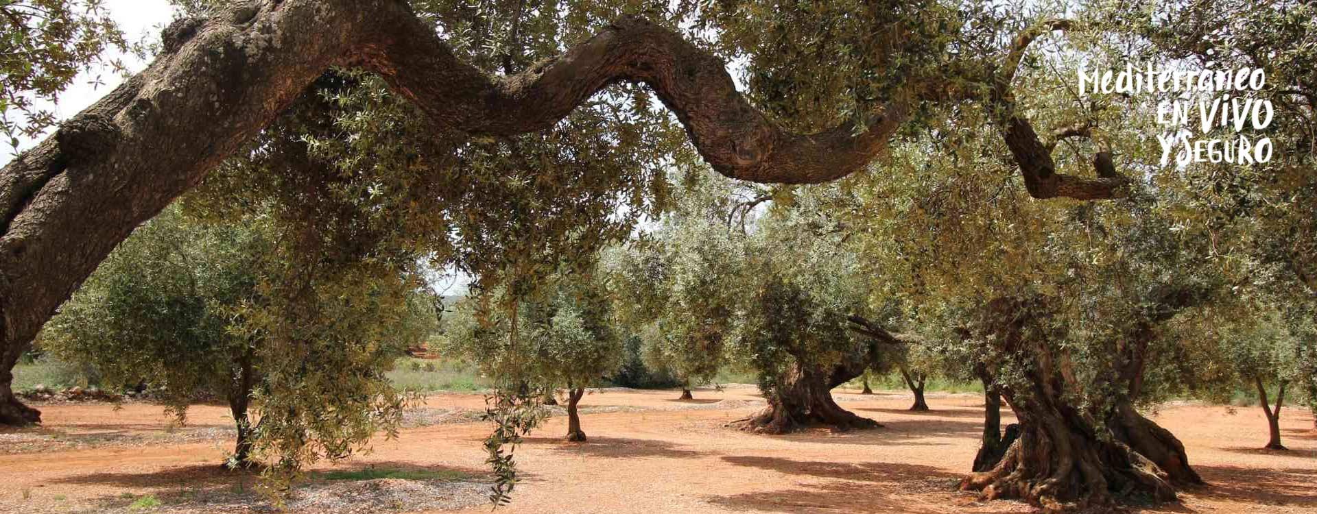 Olivos Milenarios en la Comunitat Valenciana