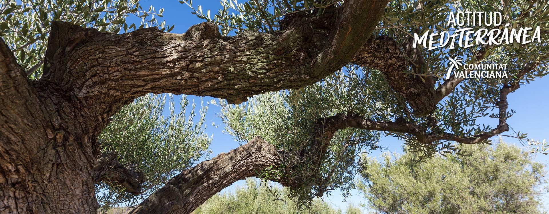 Image of thousand-year-old olive trees in Canet lo Roig	