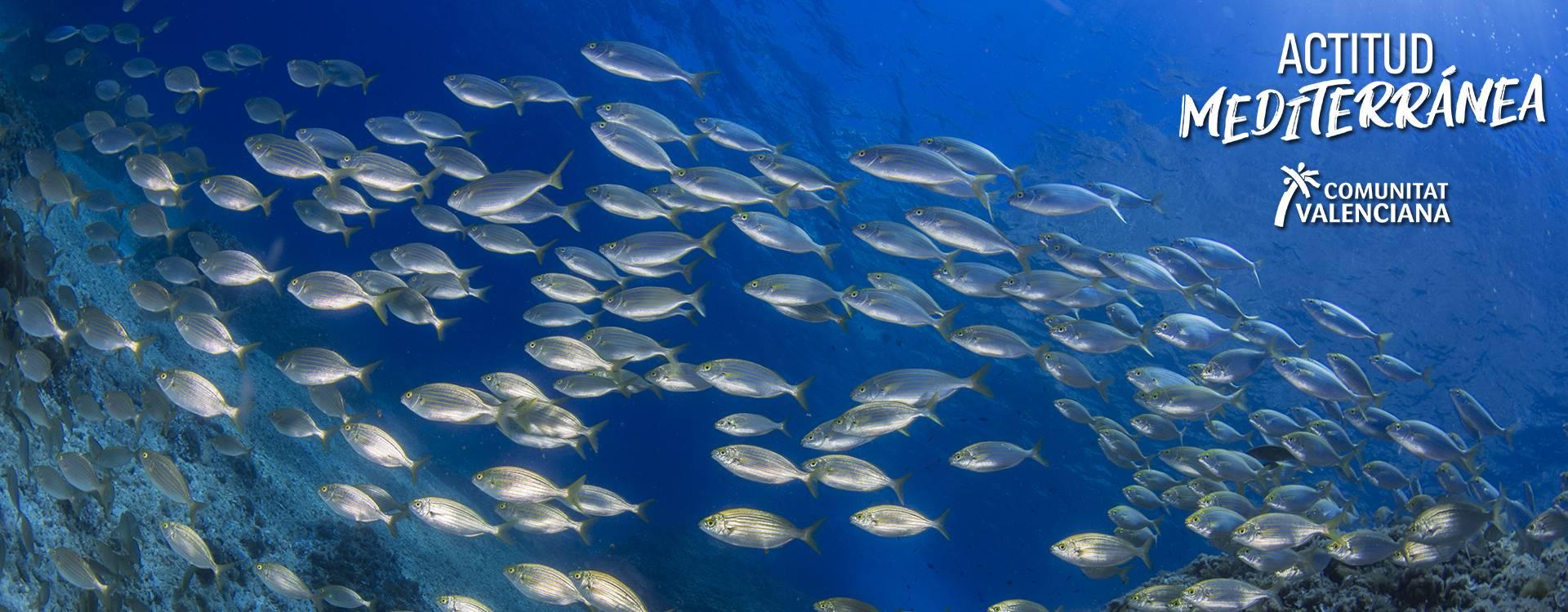 Banco de peces en la Isla de Benidorm