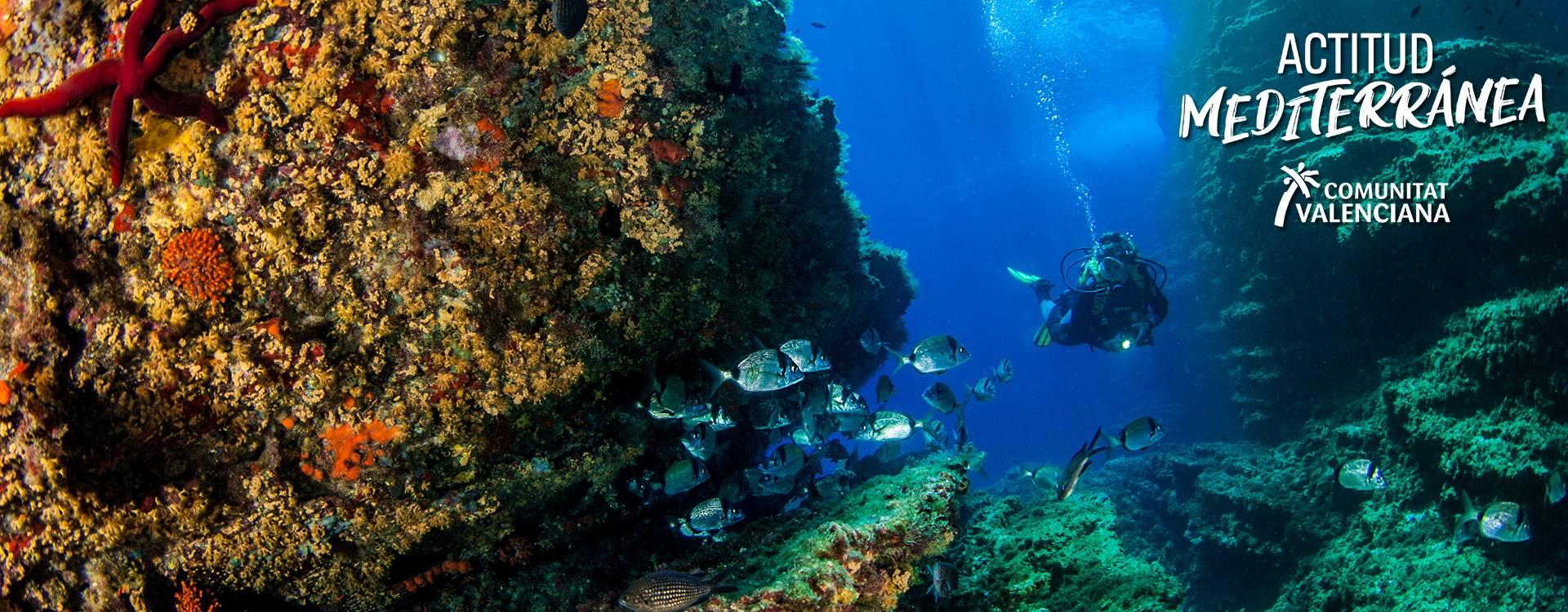 Buceo en la Isla de Benidorm