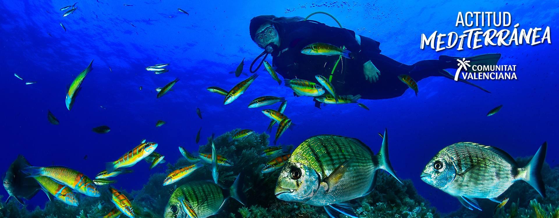 Cardumen of salps in the waters of Calpe	