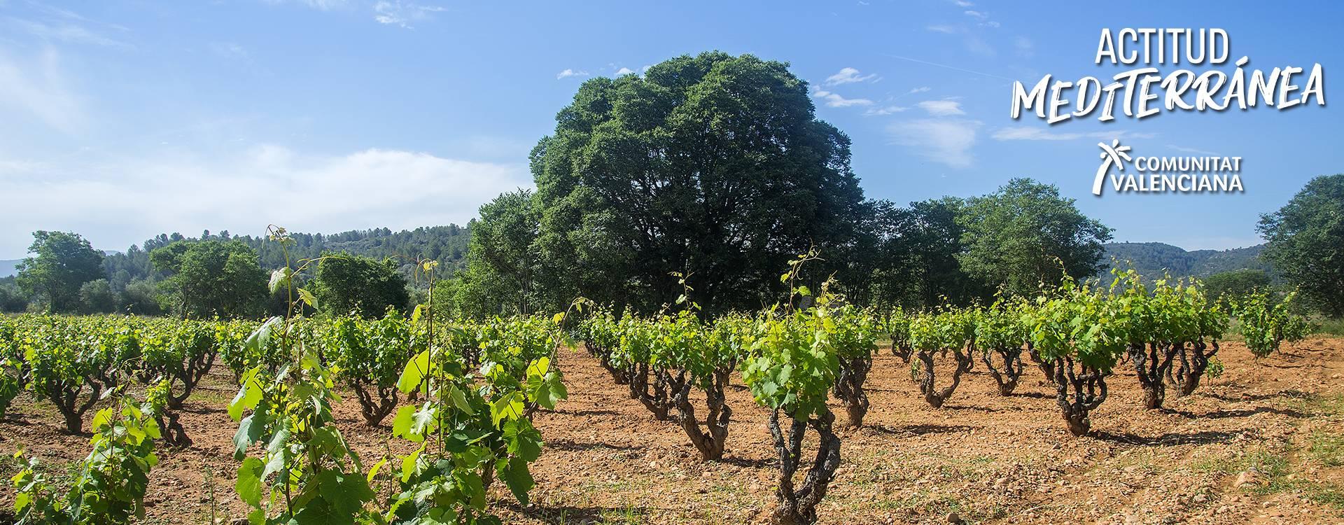 Imatge del raïm en les vinyes de Llíber	